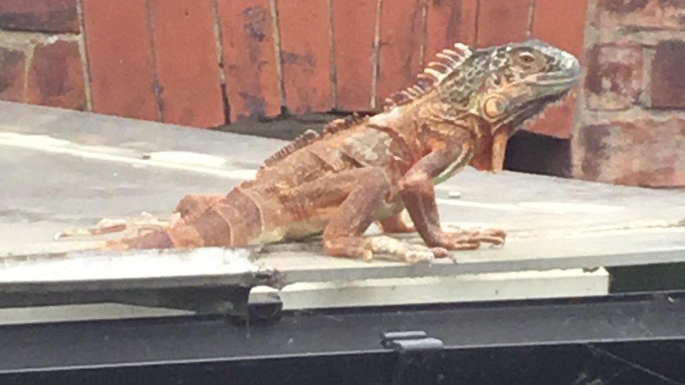 Iguana on roof in Leeds