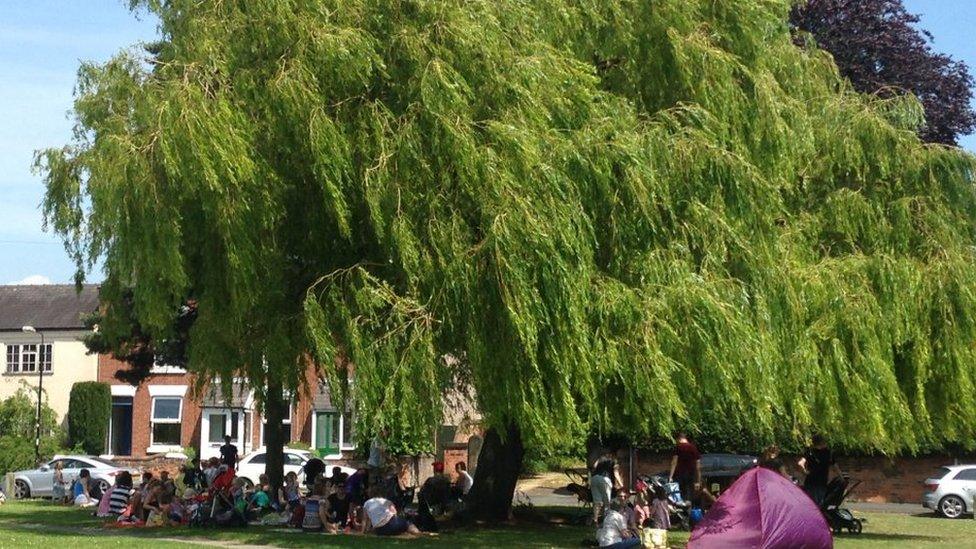 Ruddington Willow tree