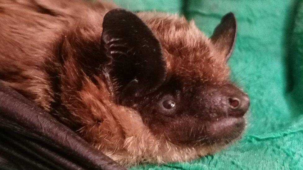 Ellie Hack Bat Conservation Trust