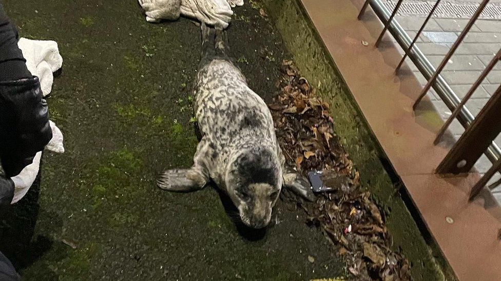 Seal in Grimsby