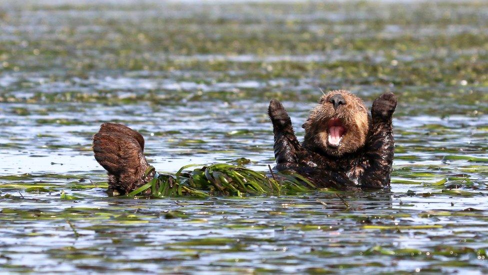 Sea otter celebrating