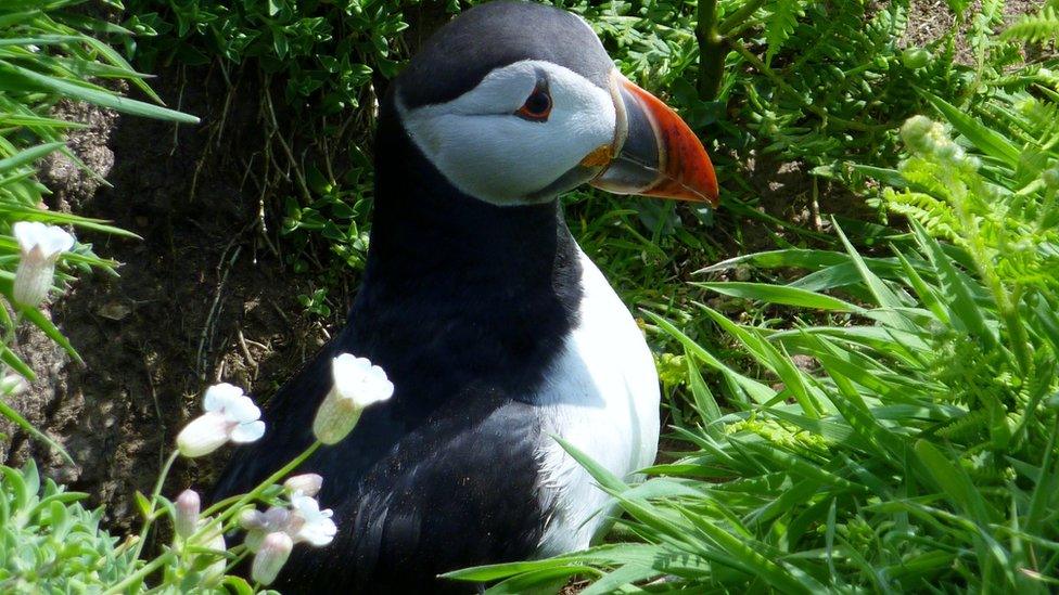 A puffin posing in the Skomer sunshine was snapped by Val Griffiths on a day trip to the island off the Pembrokeshire coast.