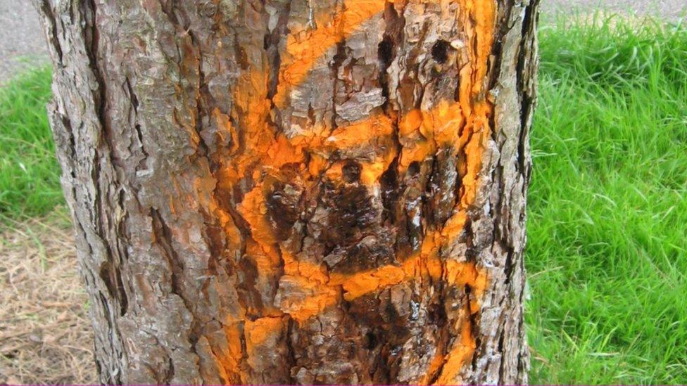 The drill holes in the trunk of one of the trees