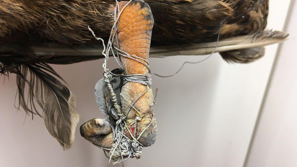 Duck's tangled foot