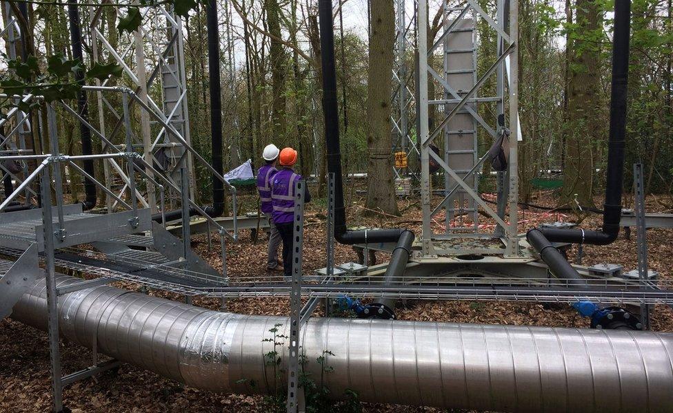 Scientists looking at the forest experiment