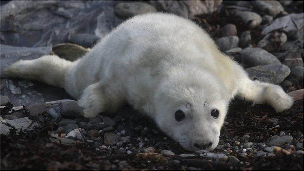 Seal - Kerry Fround