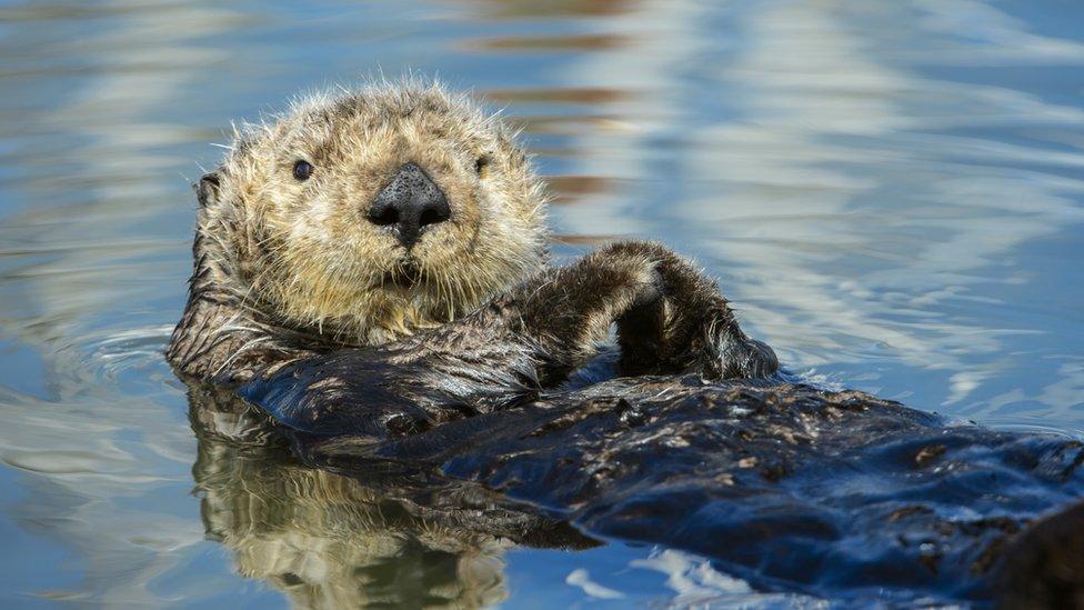 Sea otter lying in the water