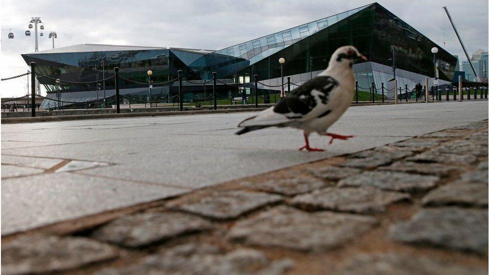 pigeon outside new city hall