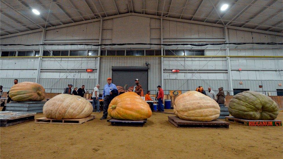 Giant pumpkins