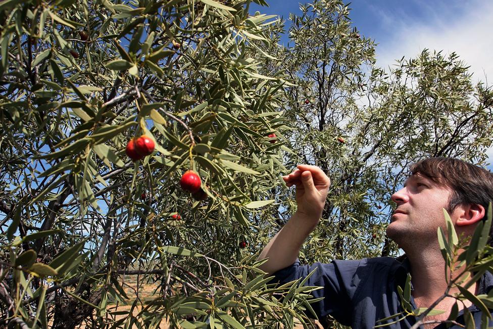 Redzepi foraging