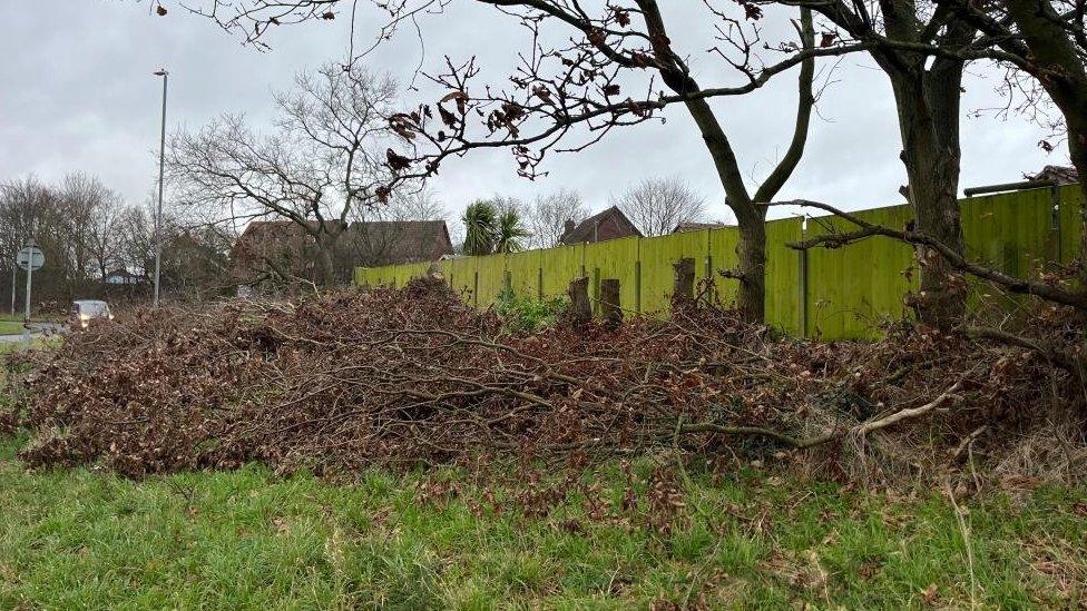 Felled oak trees on the verge of the A149 Caister Bypass.