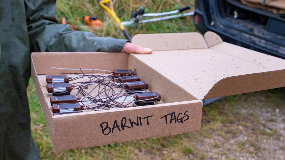 GPS tags for bar-tailed godwits