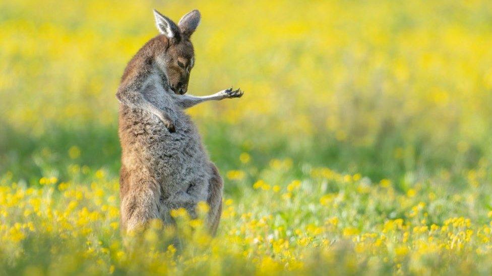 Just a kangaroo playing air guitar