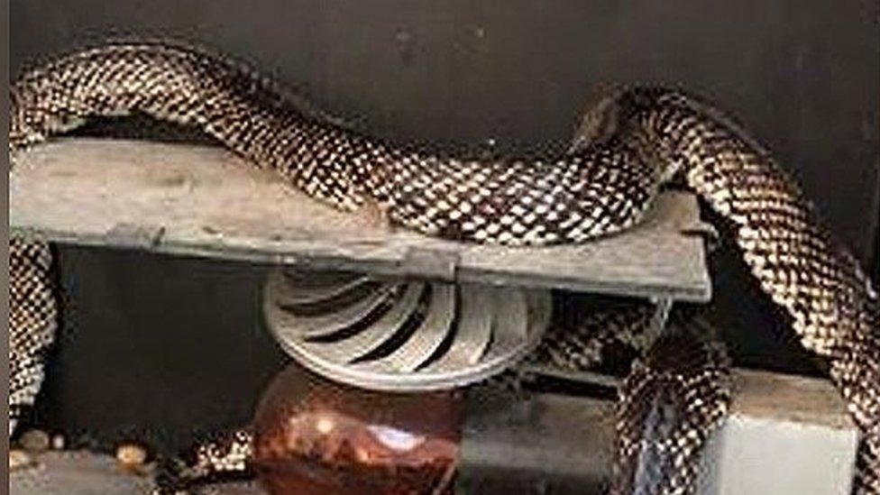 Desert kingsnake curled on fire