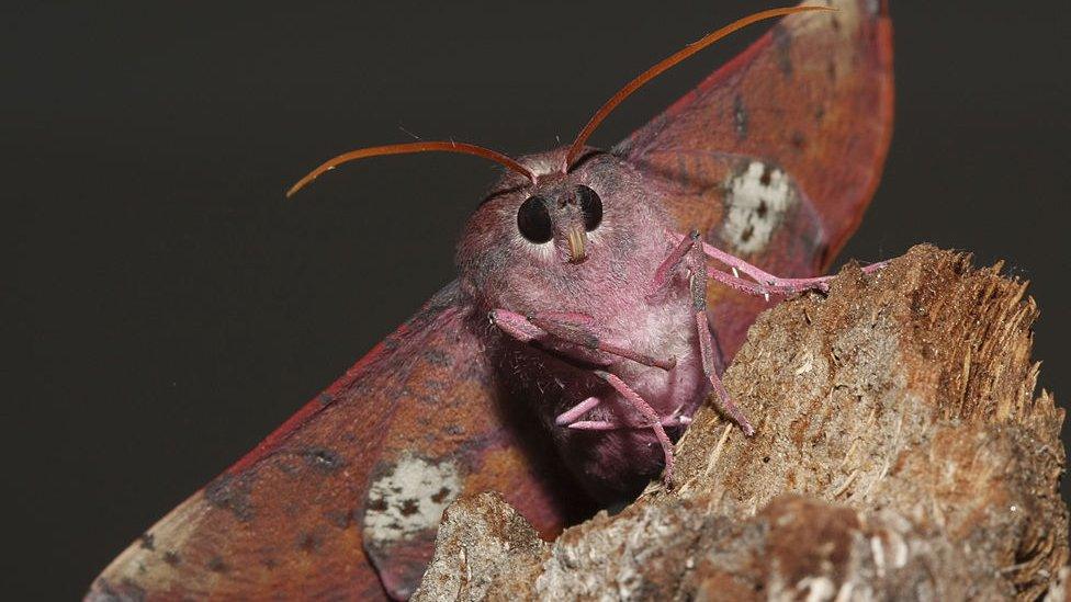 The Pink-bellied moth on a bark.