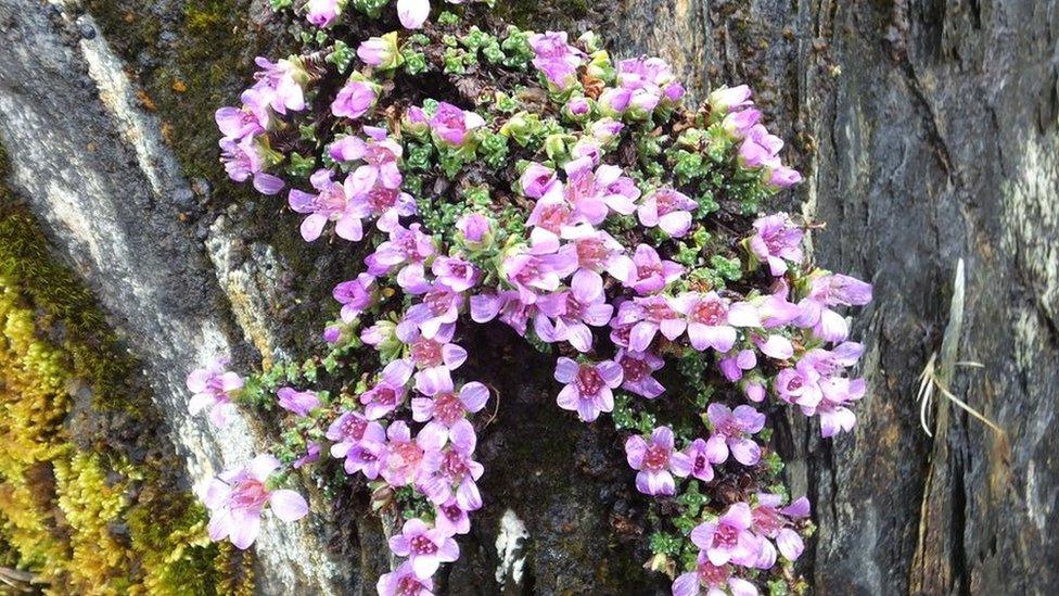 purple saxifrage