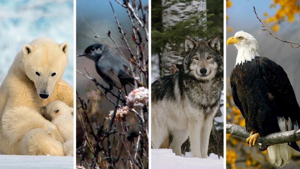 Polarbear/ gnatcatcher/ wolf/ bald eagle