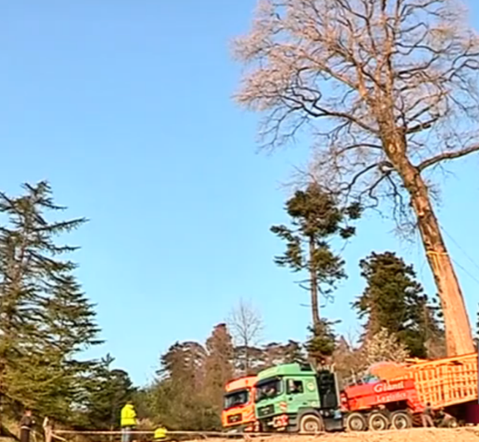 The tree on the back of a truck