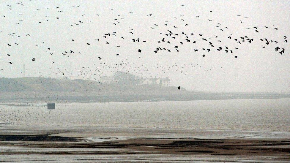 Birds fly over Powfoot bay in the Solway Firth in south-west Scotland