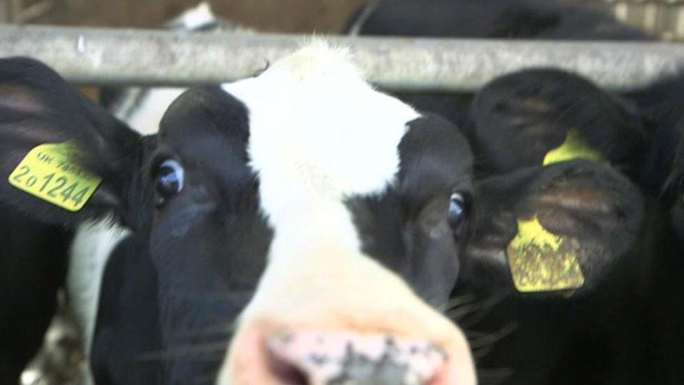 Dairy farm in Wolfscastle