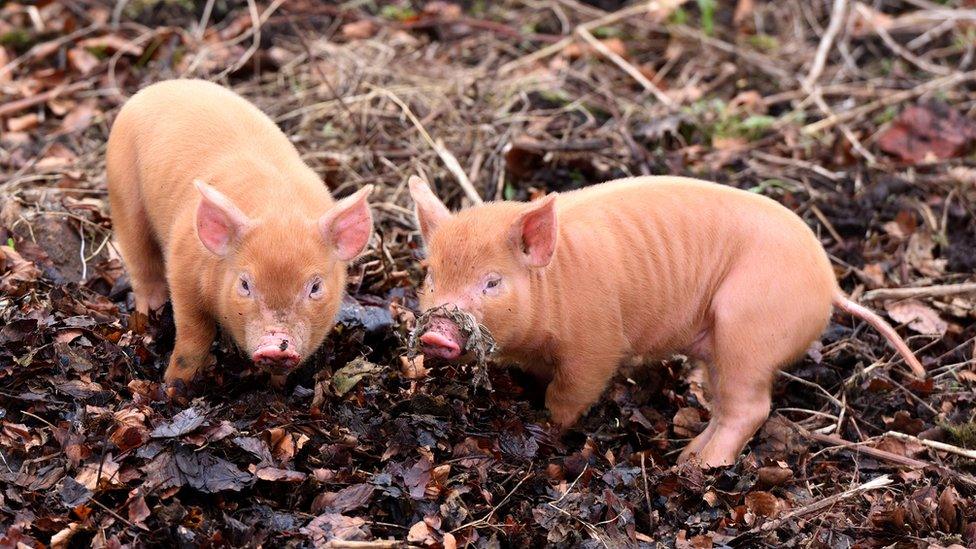 Tamworth Pigs