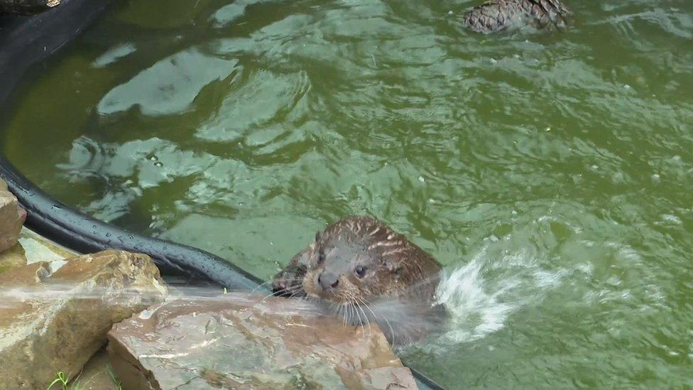 A photo of an otter