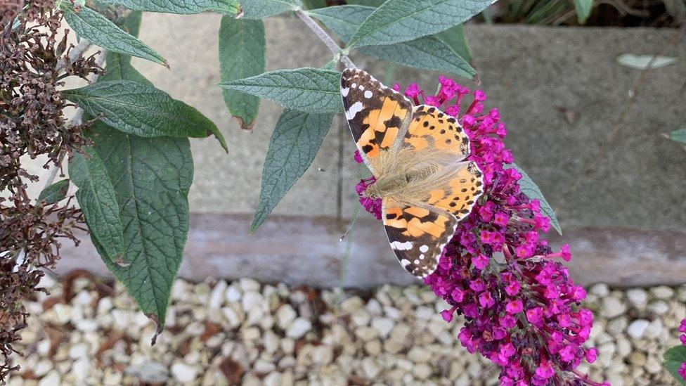 Painted lady butterfly