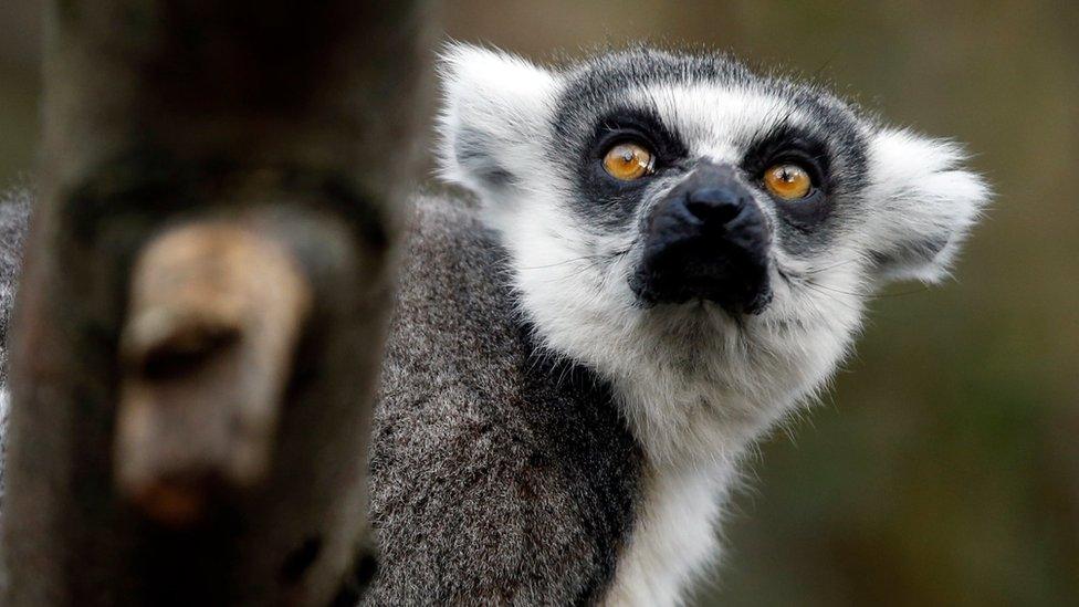 A ring-tailed lemur looks round