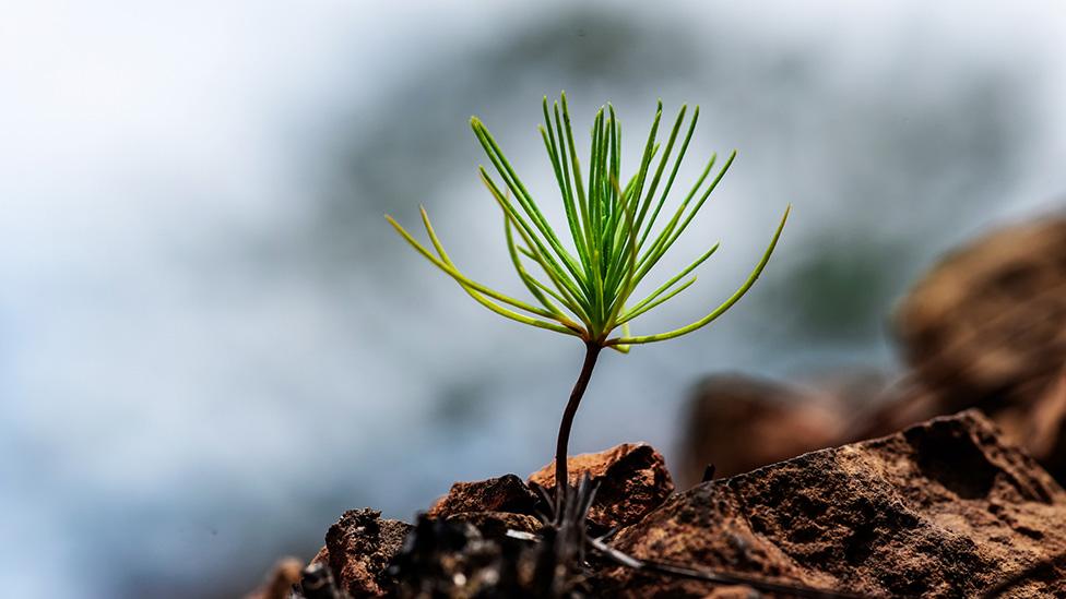 Pine sapling