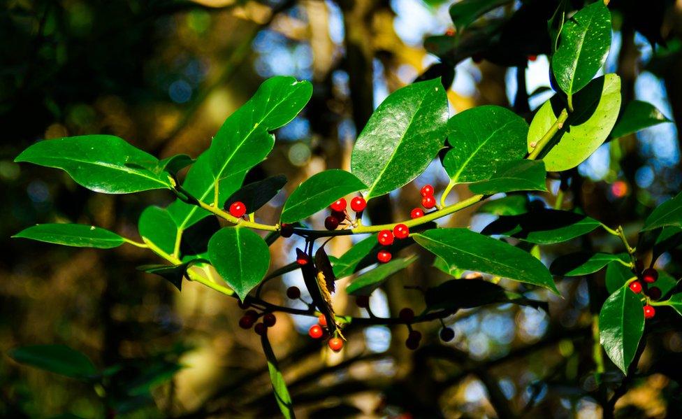 Holly with berries