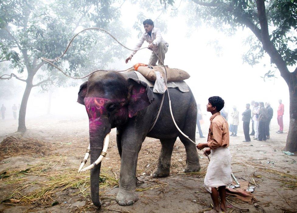 A mahut throws a rope around the neck of an elephant as he prepares to take her for a ride during the Sonepur Mela on November 15, 2011 in Sonepur near Patna, India.