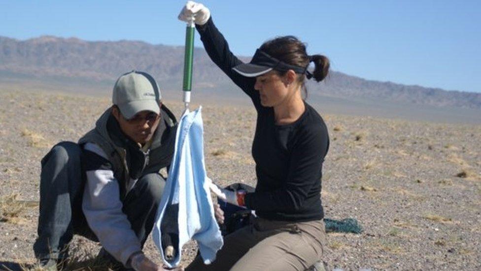 Dr Young weighing a young Mongolian saiga calf