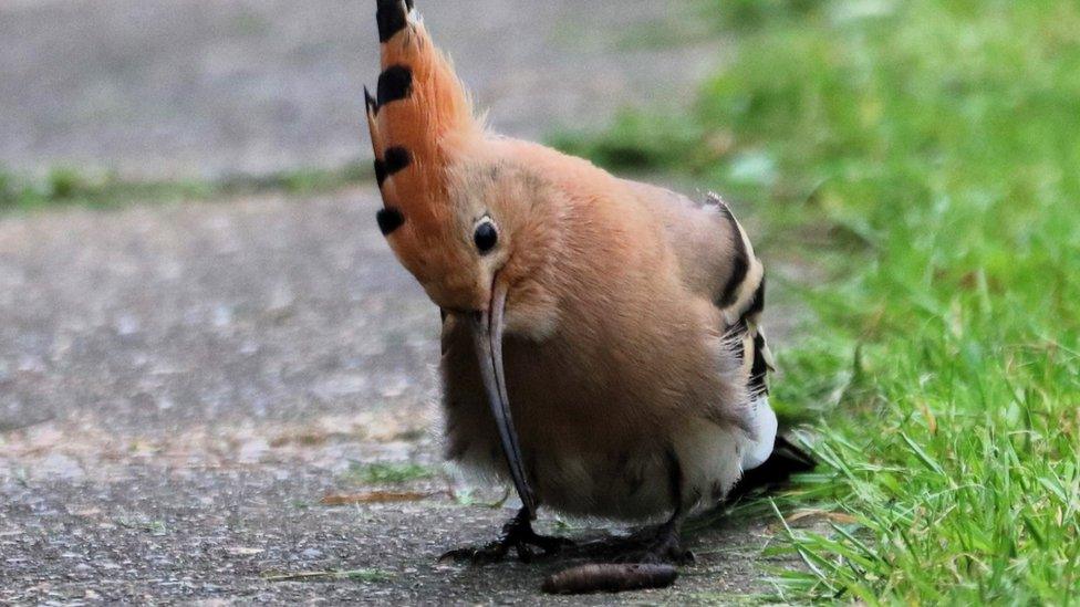 Hoopoe on a garden path in the UK