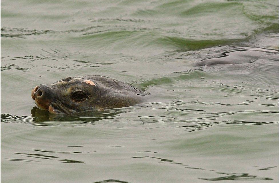 A giant turtle which is considered a sacred symbol of Vietnam surfaces at Hoan Kiem lake in the heart of Hanoi on 7 March 2011.