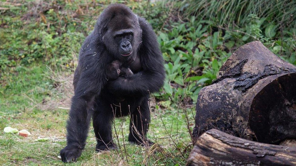 Touni the gorilla and her baby