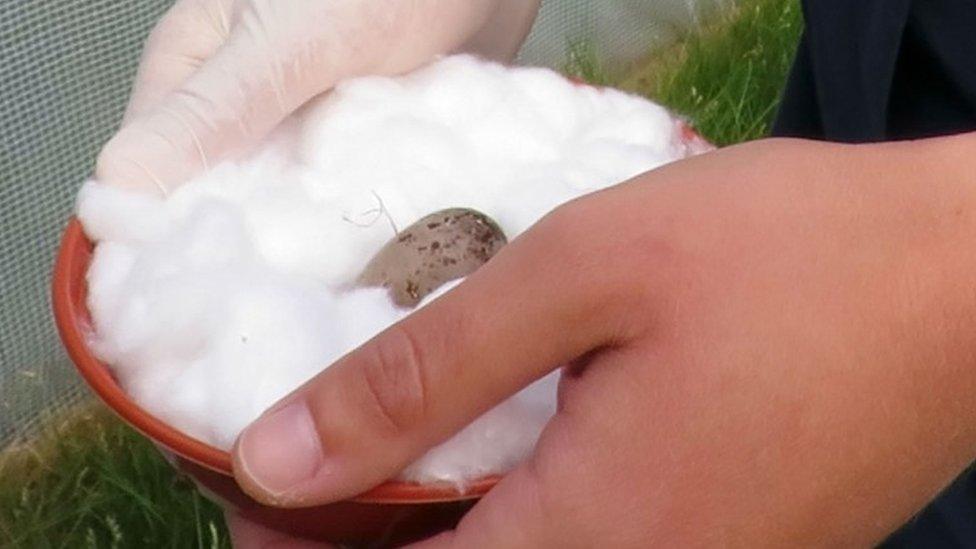 Spoon-billed sandpiper egg