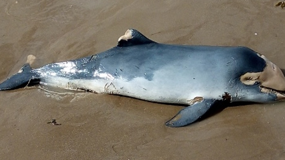 Young male porpoise