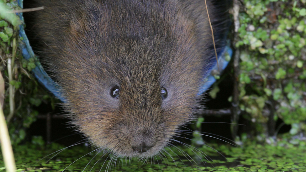 Water Vole