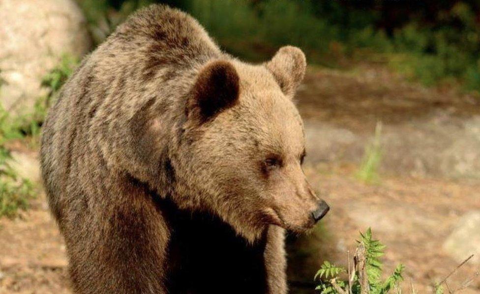 File pic of a bear in the Trentino province of Italy