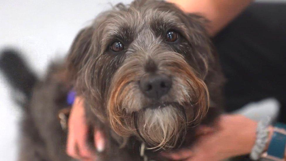 Soot the rescue dog, one of the dogs that took part in the trial