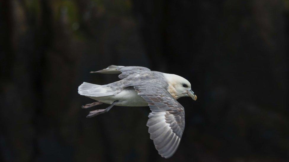 fulmar-flying