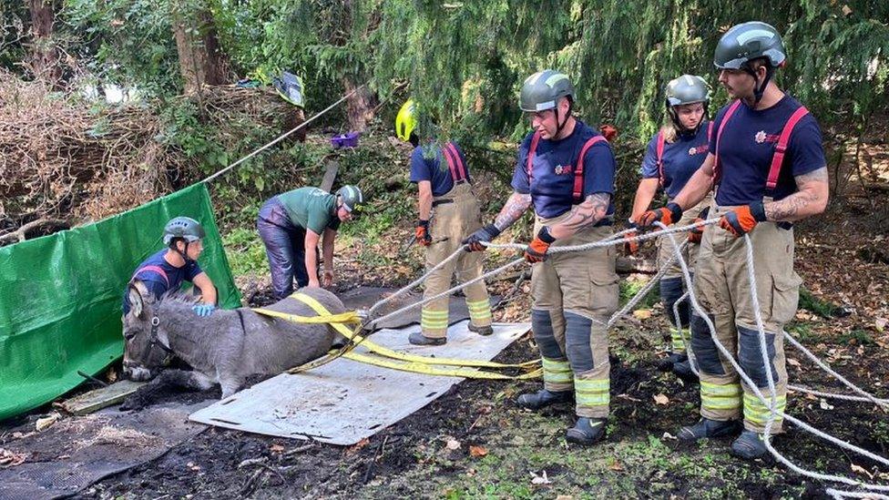 Donkey being rescued from mud by firefighters