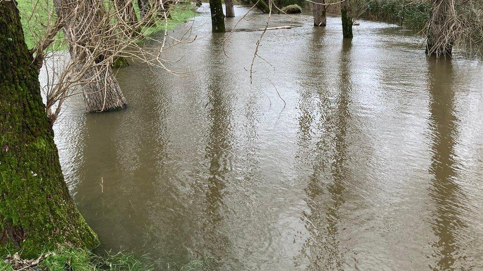 Flooded forest