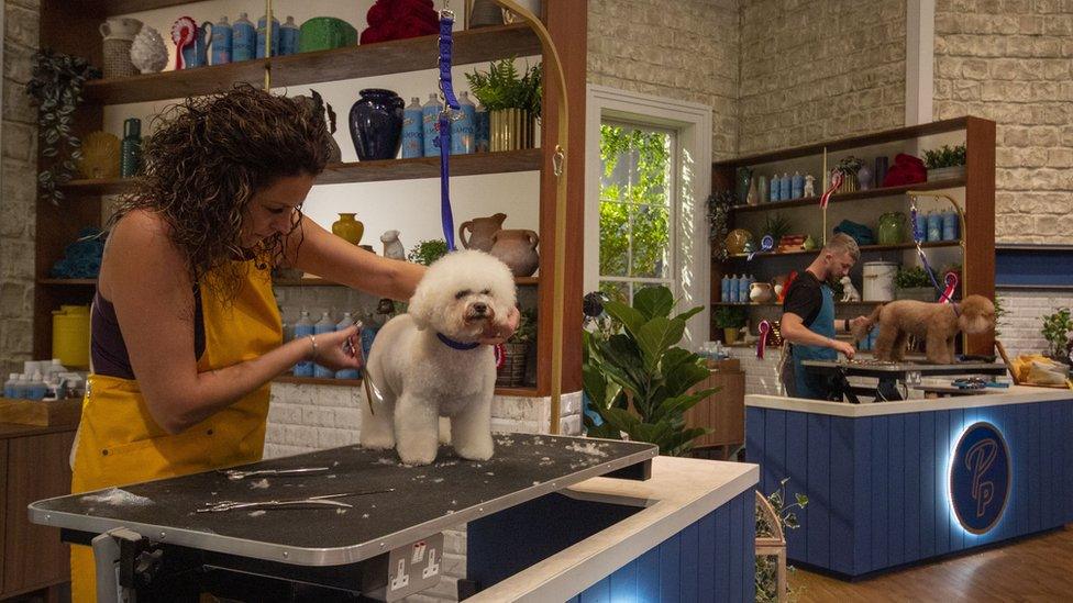 dogs-being-groomers.