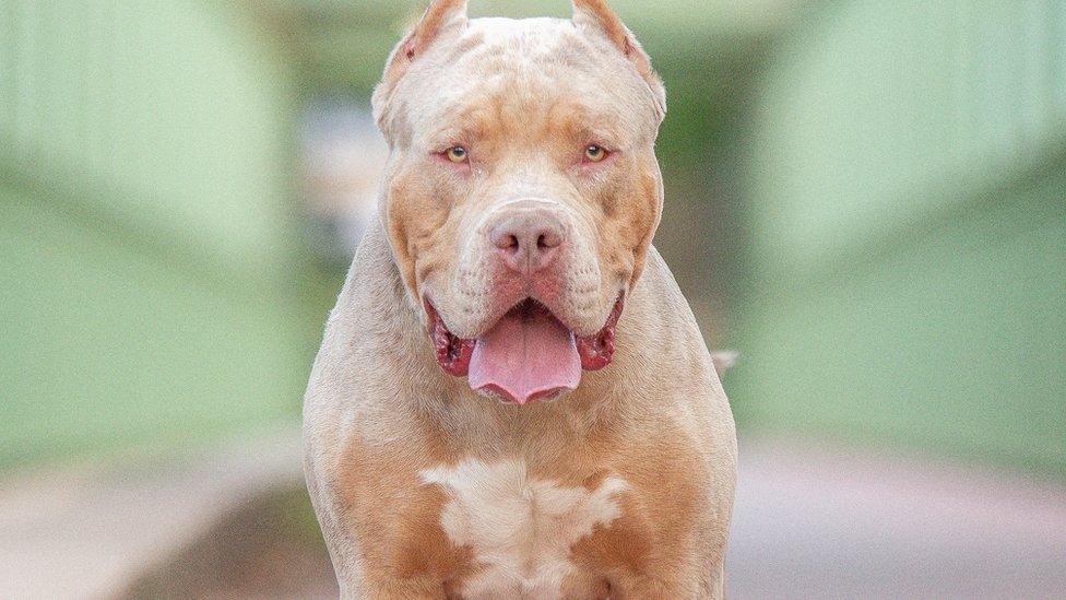 An American bully XL dog