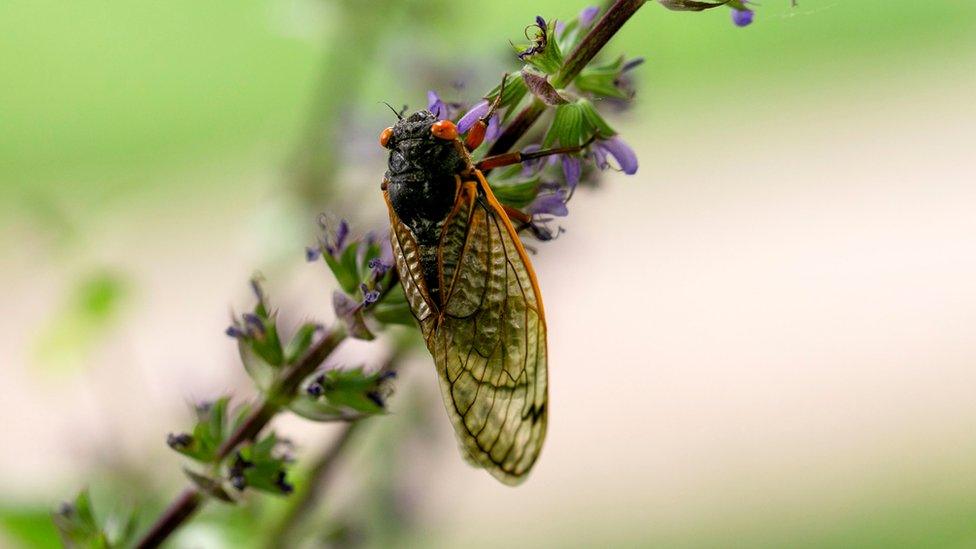 Cicada on a flower