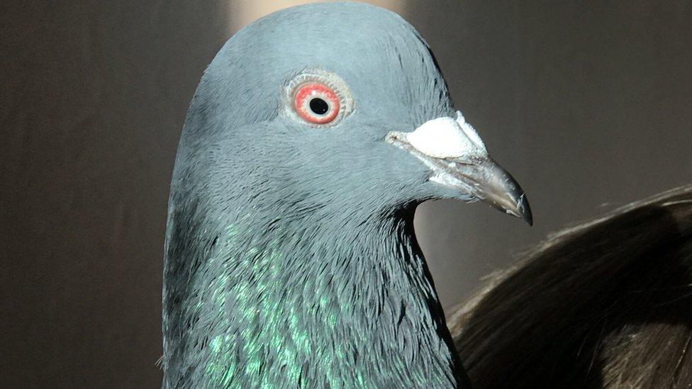 Pigeon