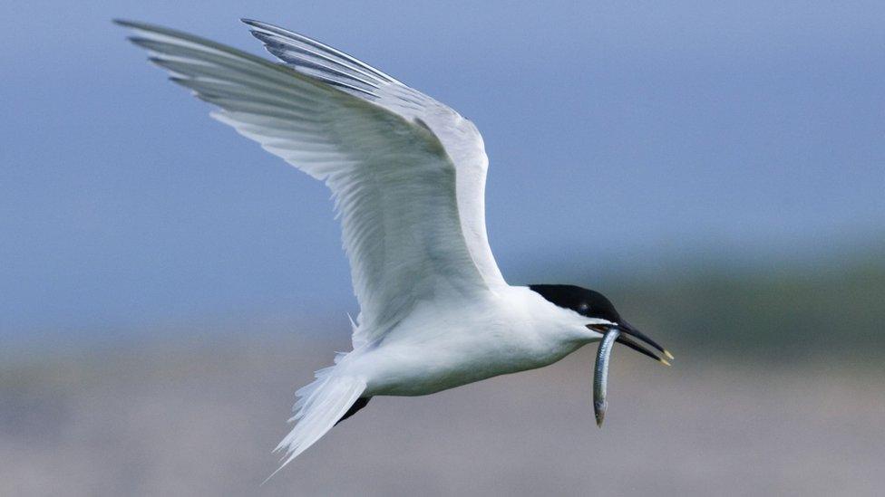 sandwich tern/ mor wennol bigddu