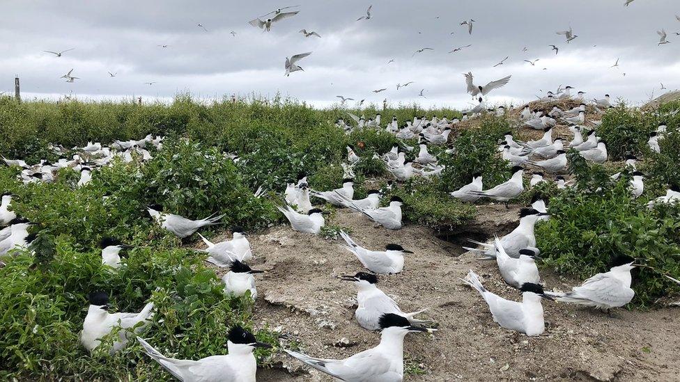 Sandwich terns on Coquet Island