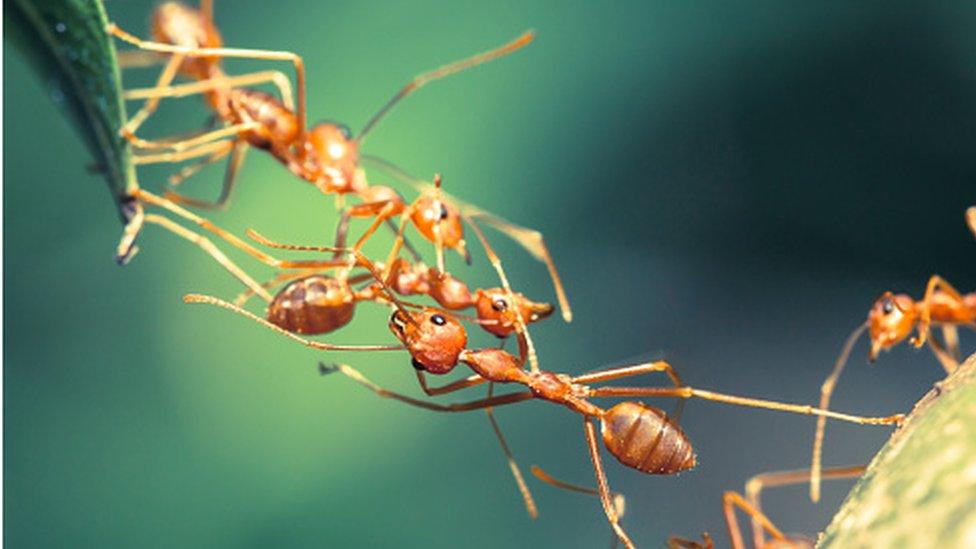 Ants clinging together to make a bridge